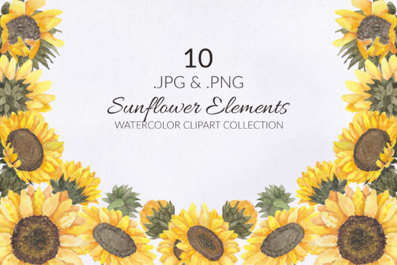 10 Sunflower Watercolor Illustrations Review