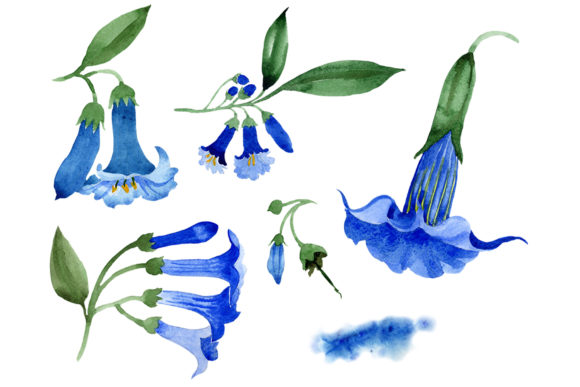Brugmansia Blue Flower Watercolor Illustrations
