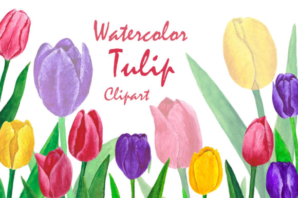 Collection Flowers Tulips Watercolor Illustrations