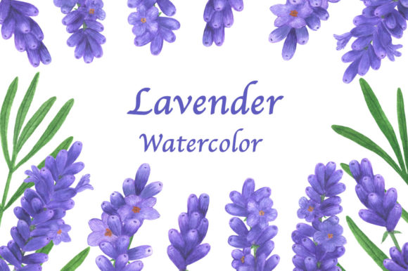 Collection Lavender Flowers Watercolor Illustrations Review