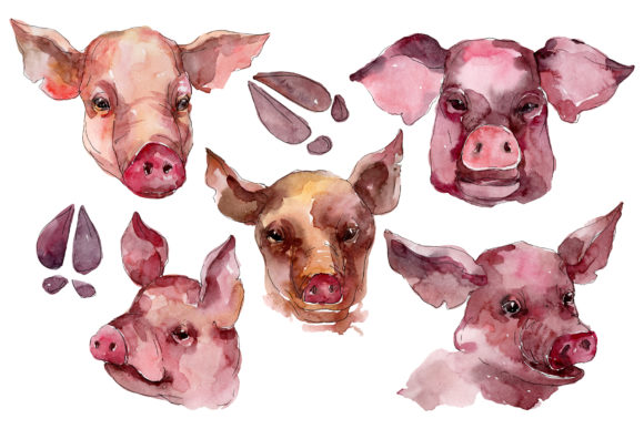 Farm Animals Pig Head Watercolor Illustrations