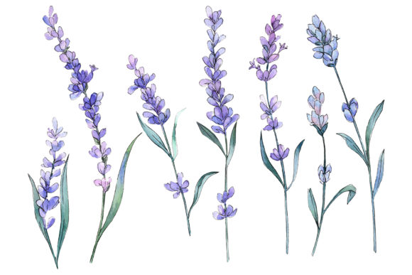 Plant Lavender Watercolor PNG for Brand Illustrations