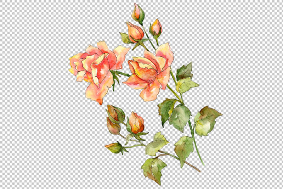 Roses Watercolor PNG Set for Illustrations