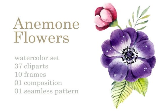 Watercolor Clipart Anemones: Editorial Illustrations
