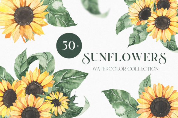 Watercolor Sunflowers Collection Illustrations
