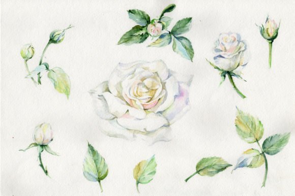 White Rose Watercolor Flowers & Illustrations